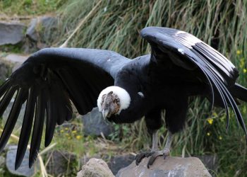 O maior pássaro voador da América do Sul pode ter mais de 3 metros de envergadura