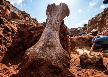 Cientistas identificaram uma nova espécie de dinossauro gigante no Brasil que ajuda a explicar como América do Sul, África e Europa já estiveram conectadas há 120 milhões de anos