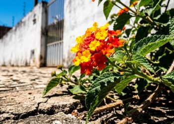 O arbusto “indestrutível” que floresce 365 dias por ano: por isso a lantana é a rainha esquecida do jardim