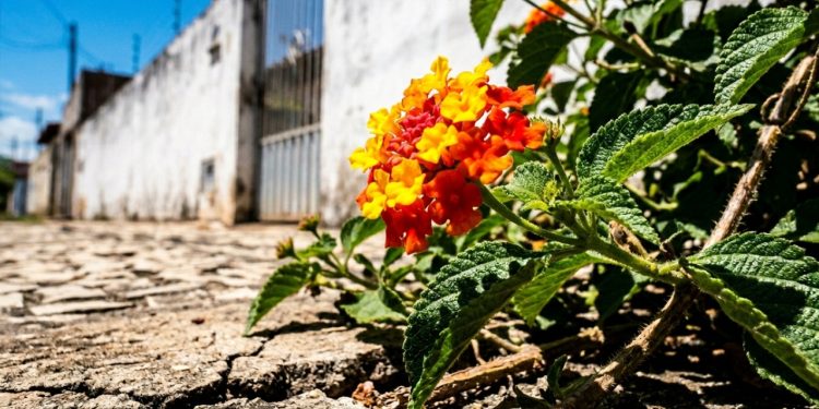 Lantana oferece cores vibrantes e alta resistência ao calor para jardins ensolarados