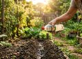 Truque de jardinagem que facilita o plantio de sementes