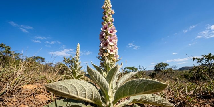 Verbasco é planta ornamental europeia resistente que floresce por oito meses