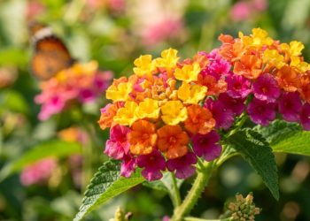 Esqueça as rosas: esta planta perene brilha no jardim durante 8 meses