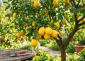 Como podar um limoeiro para obter uma planta viçosa e muitos frutos