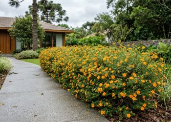 Esqueça as rosas: esta planta perene brilha no jardim durante 8 meses