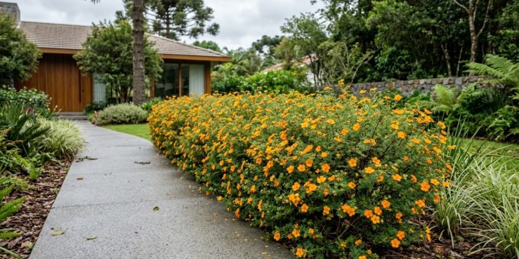 Arbusto compacto europeu oferece floração ininterrupta ideal para pequenos jardins modernos