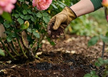 Colocar borra de café na terra da roseira: para que serve e quais são os benefícios?