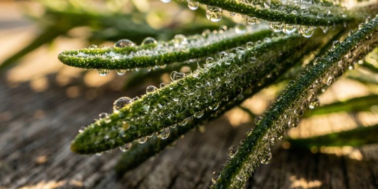 A erva “indestrutível” que cresce em qualquer condição e serve para tudo na cozinha: por isso o alecrim é o tempero esquecido dos jardins urbanos
