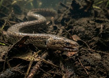 A enguia é uma cobra ou um peixe? Eis a resposta científica