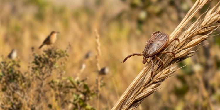 Carrapatos desempenham papel ecológico vital apesar dos riscos à saúde pública