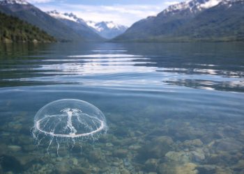 Águas-vivas de água doce são registradas pela primeira vez em lago da Patagônia