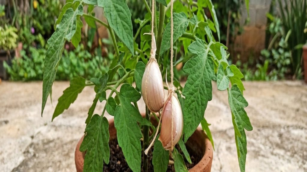 dentes de alho nas plantas