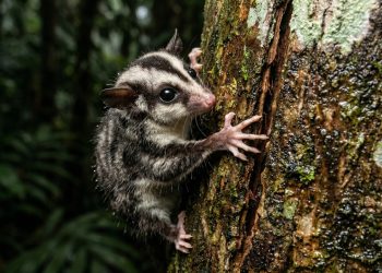 Embora se acreditasse que estivessem extintos há 6.000 anos, dois pequenos marsupiais ressurgiram na Nova Guiné