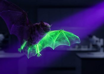 É interessante, mas não sabemos por que isso acontece: morcegos ficam verdes sob luz ultravioleta