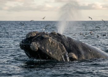 Pesquisas da Universidade de Washington confirmam que as fezes das baleias contêm quantidades significativas de ferro, que podem ter ajudado a fertilizar os oceanos no passado