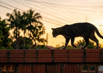 Este animal que todo mundo tem em casa é um dos predadores mais nocivos do planeta, responsável por 25% das extinções de vertebrados no mundo