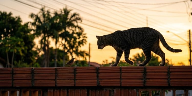 Já os gatos domésticos com liberdade de circulação também predam ativamente em ambientes urbanos e periurbanos, mesmo quando têm donos e recebem alimentação regular