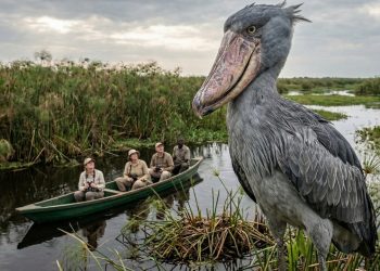 Uma ave enorme, semelhante a um dinossauro, pousa em um barco turístico na África