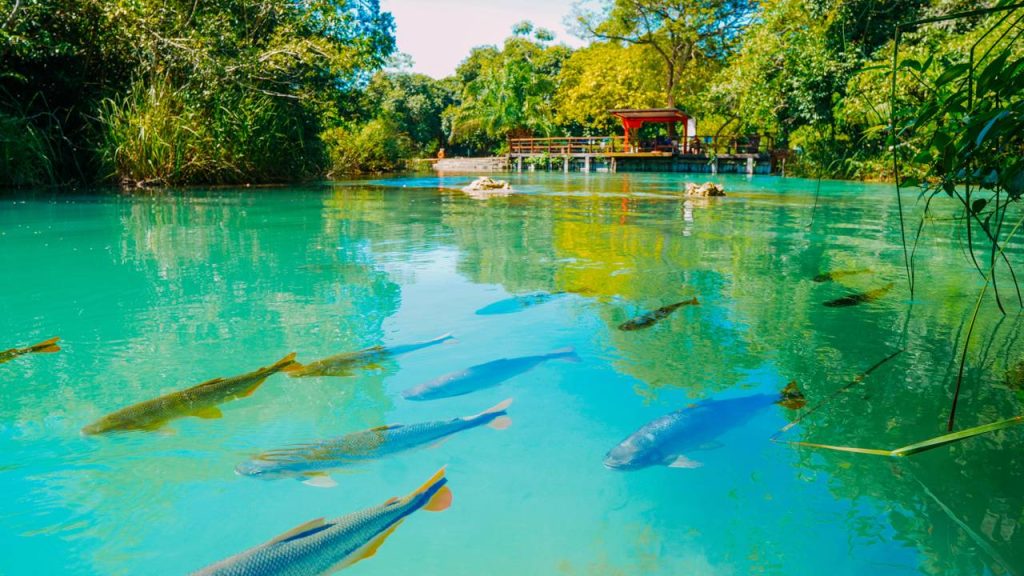Eleita 19 vezes melhor destino de ecoturismo do Brasil: a cidade com rios mais cristalinos do país foi a 1ª do mundo a zerar emissões de carbono
