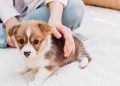 Quanto custa manter um cachorro ao longo da vida no Brasil