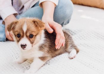 Quanto custa manter um cachorro ao longo da vida no Brasil