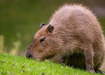 O maior roedor do mundo pode pesar mais de 60 kg e vive às margens de rios