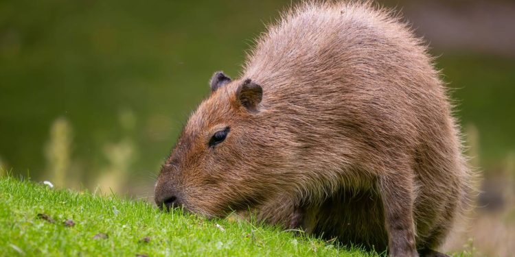 O maior roedor do mundo pode pesar mais de 60 kg e vive às margens de rios