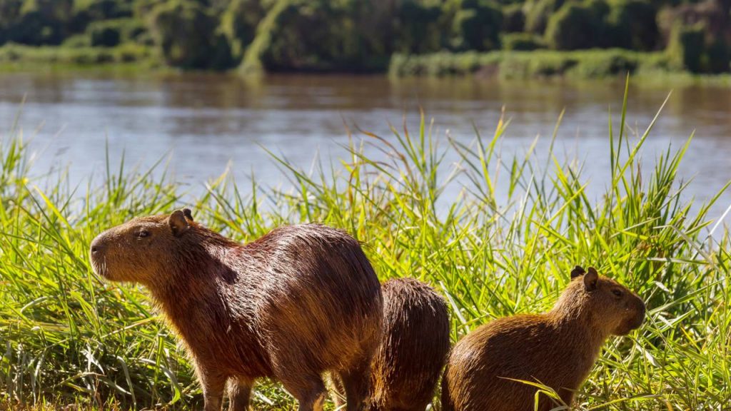 O maior roedor do mundo pode pesar mais de 60 kg e vive às margens de rios