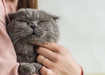 O ronronar do gato nem sempre significa felicidade e isso surpreende muitos tutores