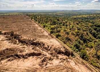 O Cerrado brasileiro já perdeu área nativa equivalente ao território da Alemanha e o solo está virando areia