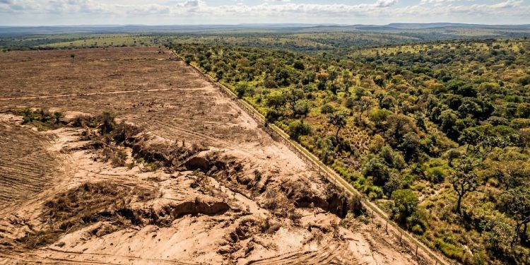 O Cerrado brasileiro já perdeu área nativa equivalente ao território da Alemanha e o solo está virando areia