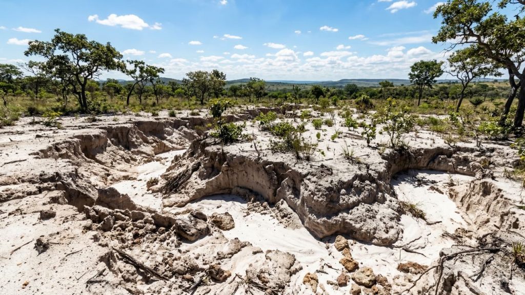 O Cerrado brasileiro já perdeu área nativa equivalente ao território da Alemanha e o solo está virando areia