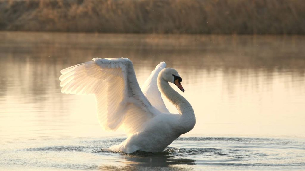 cisne ferido