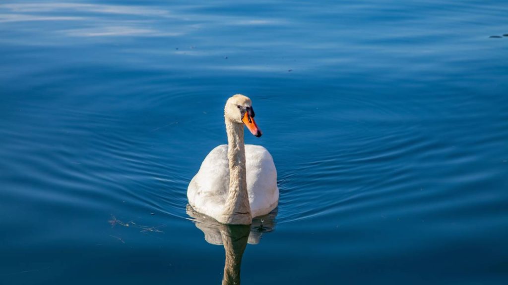 cisne ferido