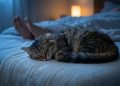 O que significa quando o gato dorme nos seus pés, segundo especialistas?