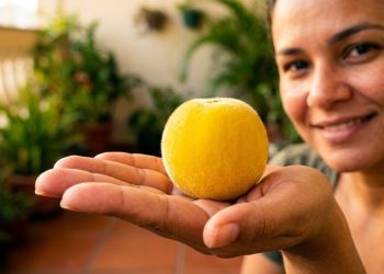 Esta árvore pouco conhecida nasce fácil em qualquer terreno sem ocupar muito espaço e produz frutos que viram doce cremoso