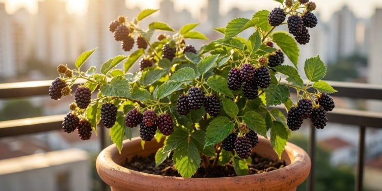 A amoreira-preta transforma qualquer sacada comum em um verdadeiro pomar urbano com colheitas fartas e surpreendentemente rápidas