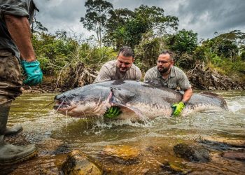O maior peixe de rio do mundo ultrapassa 1,5 metro e 100 quilos e foi encontrado nas águas do rio Paraná