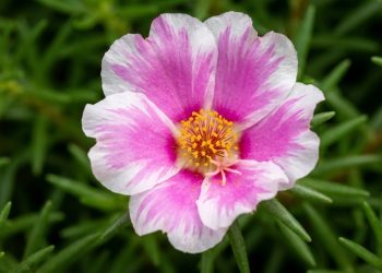 A suculenta brasileira que abre as flores às onze horas e enche os canteiros de cor com pouquíssimo cuidado