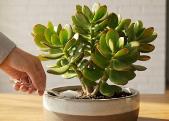 Se você usa açúcar para adubar a planta-jade, saiba que existe um risco invisível para as suculentas