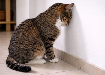 O que significa quando o gato encosta a cabeça na parede e por que esse sinal neurológico é tão sério