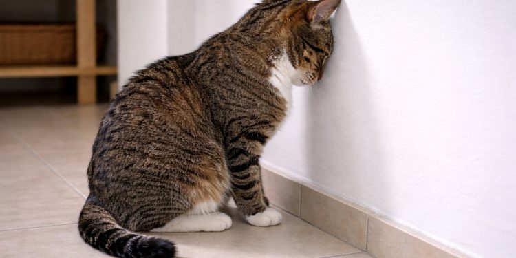 O que significa quando o gato encosta a cabeça na parede e por que esse sinal neurológico é tão sério