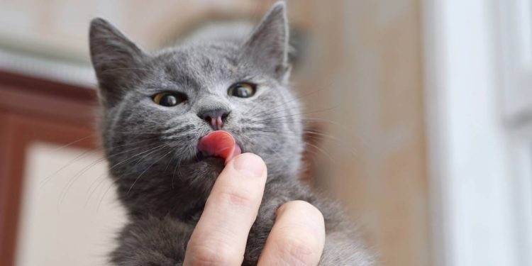Por que os gatos gostam de lamber seus donos? Isso revela um comportamento que muitas pessoas já devem ter presenciado