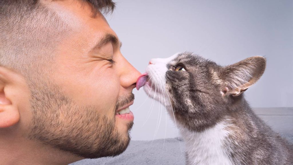 Por que os gatos gostam de lamber seus donos? Isso revela um comportamento que muitas pessoas já devem ter presenciado