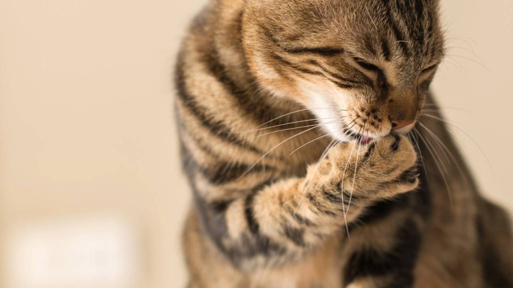 Por que os gatos gostam de lamber seus donos? Isso revela um comportamento que muitas pessoas já devem ter presenciado
