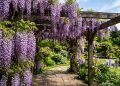 A planta trepadeira que cria uma cascata de flores roxas exuberantes no jardim