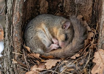 O maior dorminhoco da natureza dorme durante 8 meses seguidos