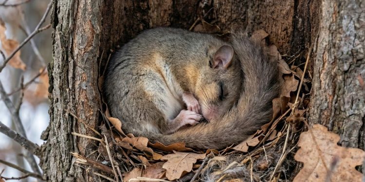O maior dorminhoco da natureza dorme durante 8 meses seguidos