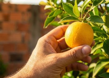 Esta árvore diferente cresce fácil em quintais e dá frutos ácidos que viram um sorvete caseiro refrescante nos dias mais quentes