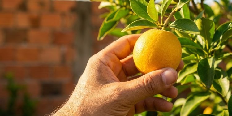 A uvaia é uma espécie nativa que entrega uma colheita farta de frutas cítricas, ideais para o preparo rápido de sobremesas geladas nos meses de alto verão